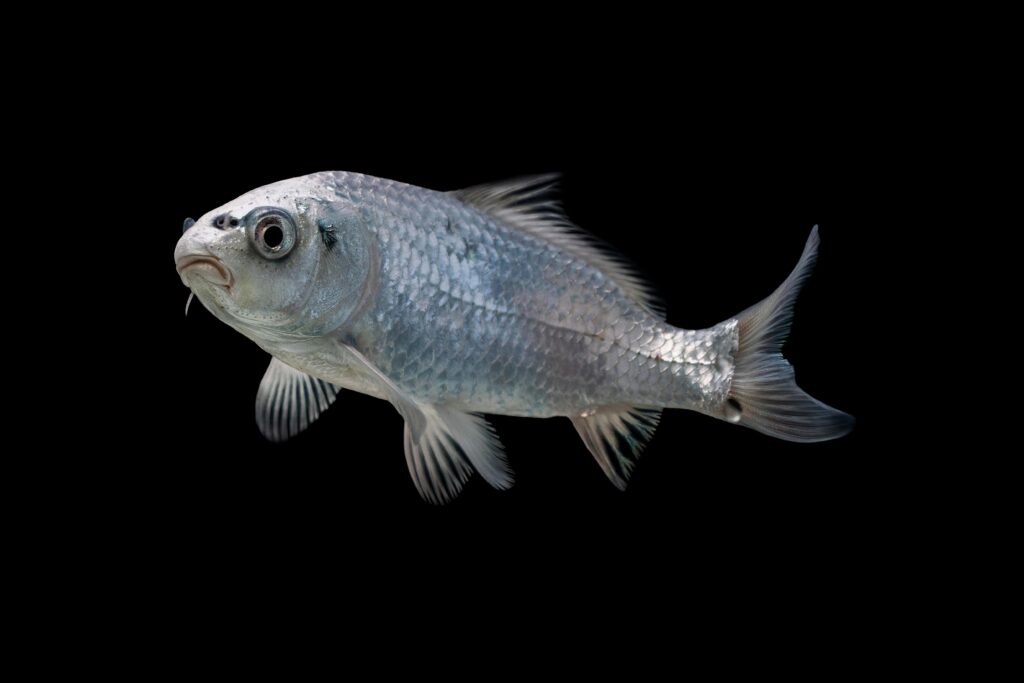 Detailed image of a silver fish swimming against a black background, highlighting its scales.