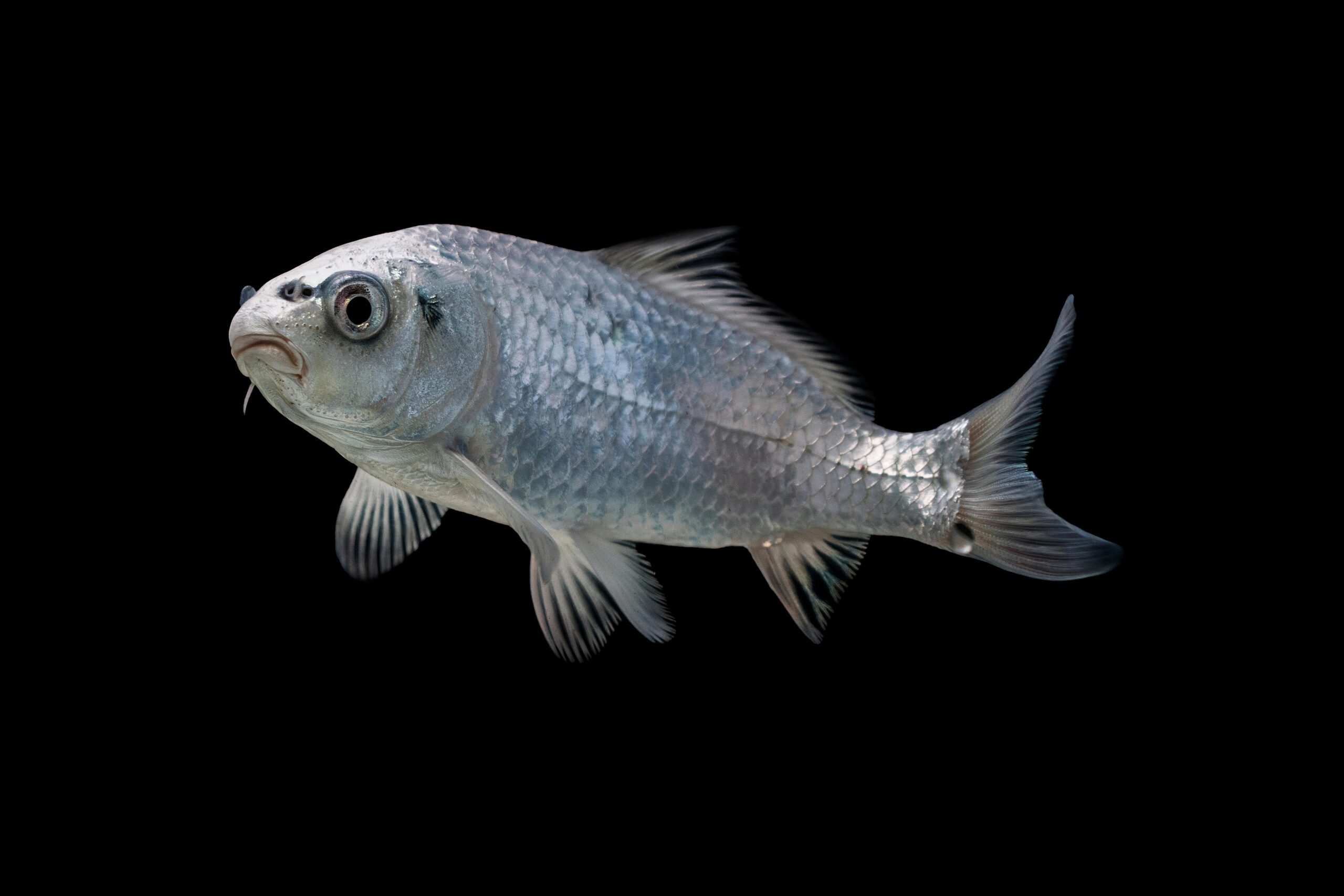 Detailed image of a silver fish swimming against a black background, highlighting its scales.