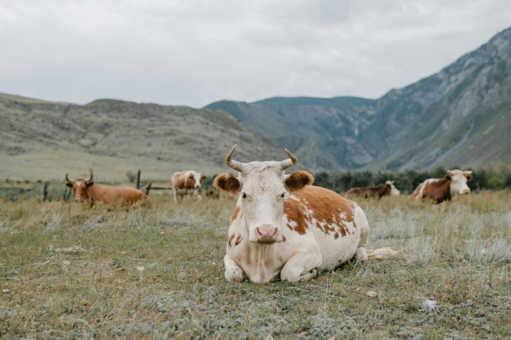 Peaceful cattle resting in a picturesque mountain valley, showcasing rural farm life.