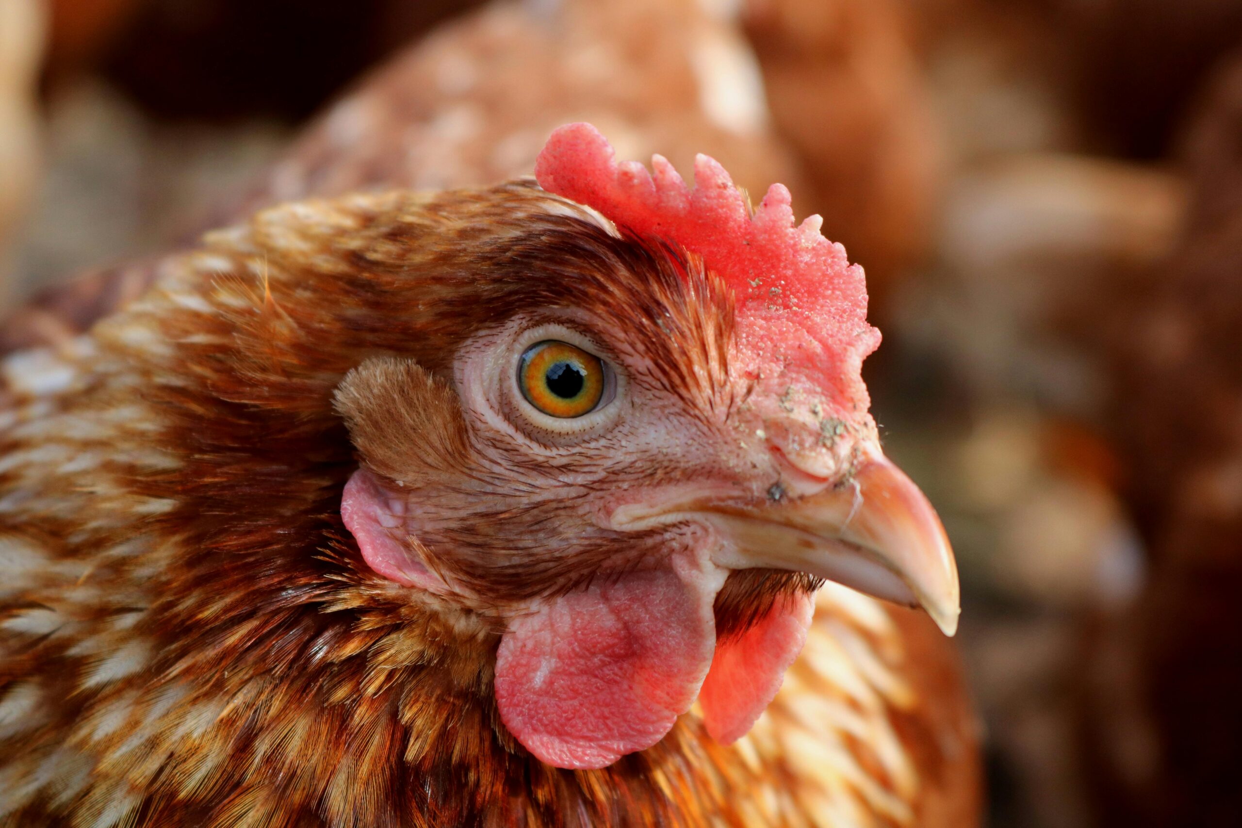 Detailed close-up of a brown hen showing its features in a farm setting.